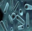 bact&eacute;ria leptospira